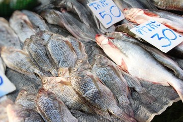 Fresh fish for cooking in the market