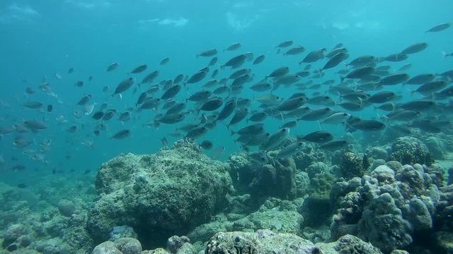 school of Oneknife Unicornfish - Naso thynnoides, Indian Ocean, Maldives 
