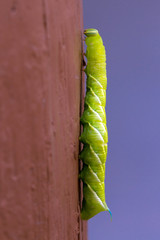 This big green Caterpillar with a blue horn is the larva of a Sphinx Moth, photographed in Santa Fe, New Mexico, USA