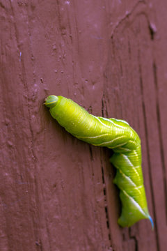 This big green Caterpillar with a blue horn is the larva of a Sphinx Moth, photographed in Santa Fe, New Mexico, USA