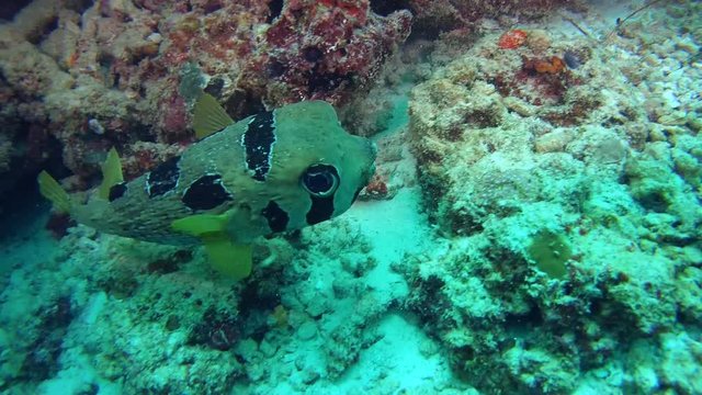 Black-blotched Porcupinefish - Diodon liturosus near coral reef, Indian Ocean, Maldives 
