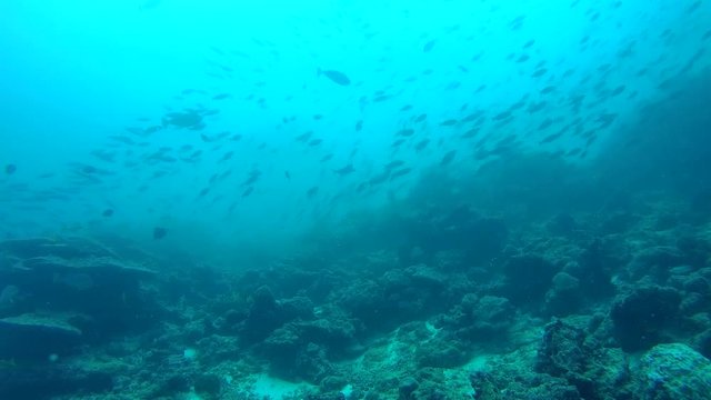 school of Fusilier swim ower coral reef - Indian Ocean, Maldives
