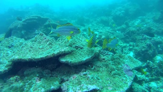 school of Oriental Sweetlips - Plectorhinchus vittatus swims over coral reef, Indian Ocean, Maldives 
