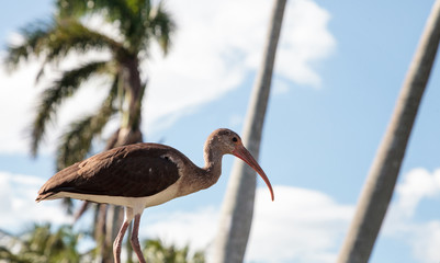 Young brown American White ibis Eudocimus albus bird