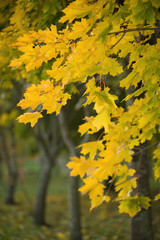Yellow autumn foliage on trees