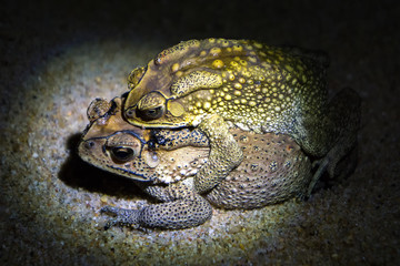 Fototapeta na wymiar Common brown toads reproduce at night, female carrying male on her back, going towards pond where the eggs are laid