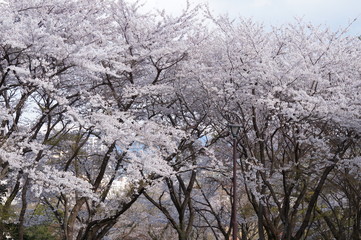 公園の桜並木
