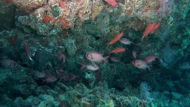 Pinecone Soldierfish - Myripristis murdjan swims in cave, Indian Ocean, Maldives