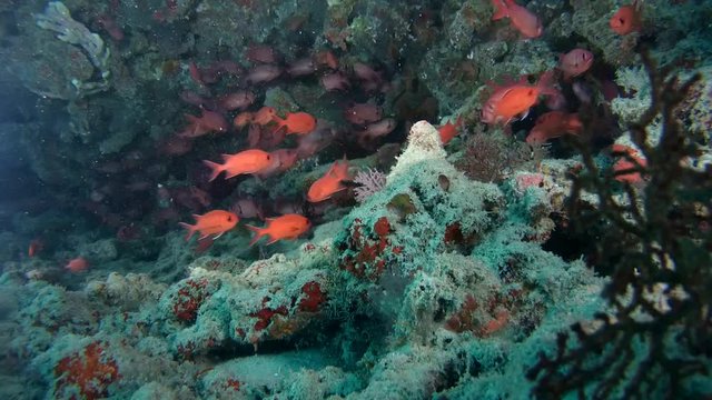 Pinecone Soldierfish - Myripristis murdjan swims in cave, Indian Ocean, Maldives
