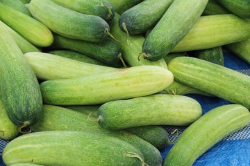 Fresh cucumbers for cooking in the market