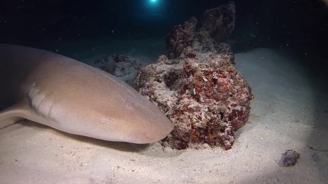 Tawny nurse sharks - Nebrius ferrugineus sleep on a sand in the night, Indian Ocean, Maldives
