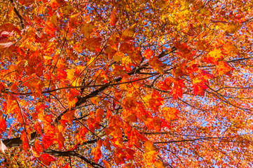 Colors of the fall foliage