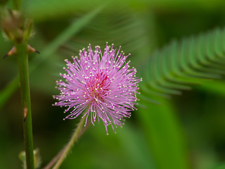 Sensitive plant or mimosa pudica plant.