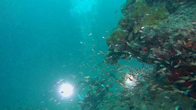 Scuba diver shuting school of Glass fish near coral reef - Indian Ocean, Maldives
