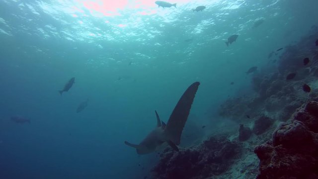 Tawny nurse sharks - Nebrius ferrugineus swim next to the pier, Indian Ocean, Maldives
