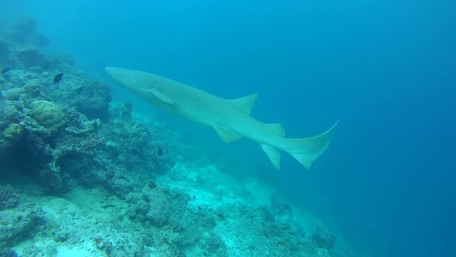 Tawny nurse sharks - Nebrius ferrugineus, Indian Ocean, Maldives
