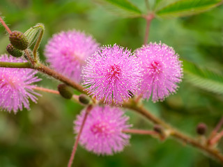 Sensitive plant or mimosa pudica plant.