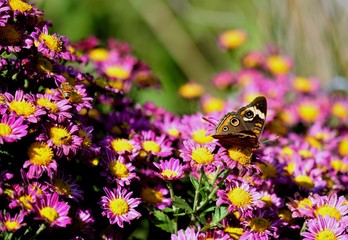 Peacock Butterfly