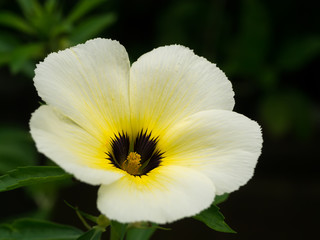 Fototapeta na wymiar Close up of Turnera subulata flower.