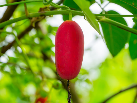 Red ripe ivy gourd.