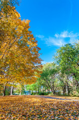 Colors of the fall foliage