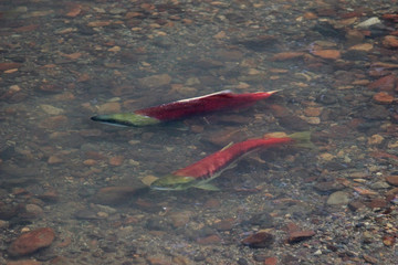 spawning salmon in the yukon wilds