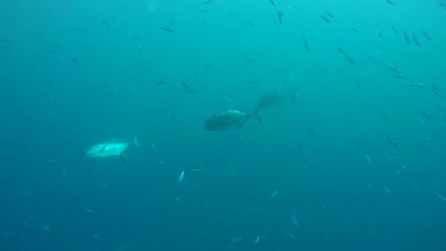school of Giant trevally - Caranx ignobilis in the blue water, Indian Ocean, Maldives
