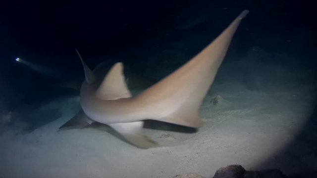 Tawny nurse sharks - Nebrius ferrugineus swim in the night, Indian Ocean, Maldives

