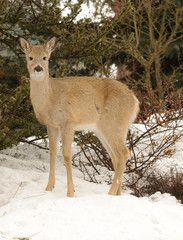 young Whitetail deer in winter