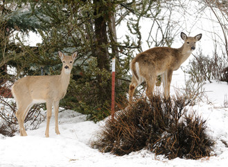 Whitetail Fawns in the snow