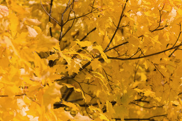 Yellow maple leaves on a tree branch