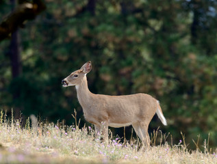 Whitetail deer (odocoilus virginianus) on formland in Washington