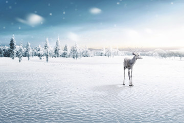 Portrait of reindeer with antlers © Leo Lintang