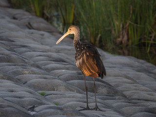 Limpkin in Breakwater