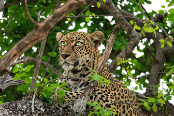 Leopard On The Look Out