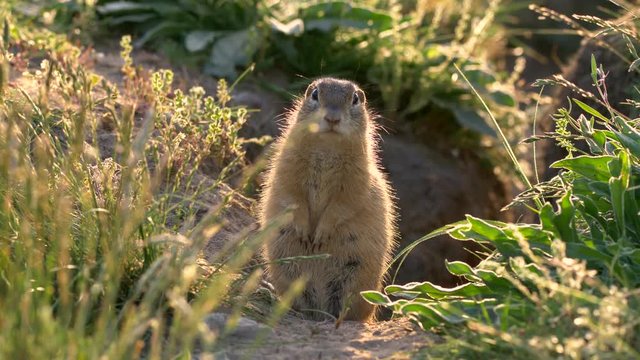 European ground squirrel (Spermophilus citellus) 