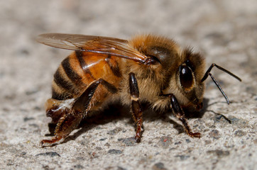 Honey Bee