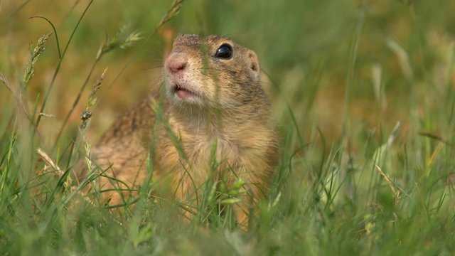 European ground squirrel (Spermophilus citellus) 