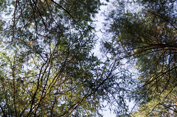 tree crowns in the summer forest. nature, background.