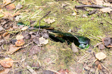 Broken green bottle on the ground in the forest.object, nature, environmental pollution.