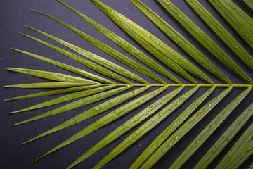 Obraz premium Dark green of palm leaf with water drop on black stone board
