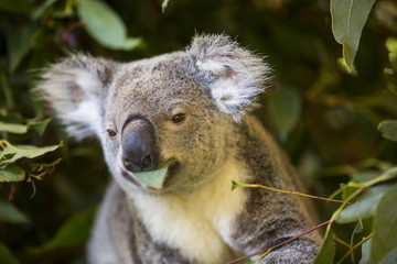 Koala eating eucalyptus