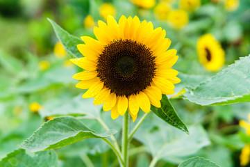 sunflower