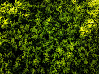 Nature green leafs in shining bright with dark shadow. 