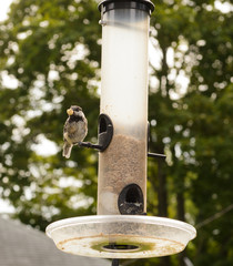 Chickadee with large nut in its beak at a feeding station