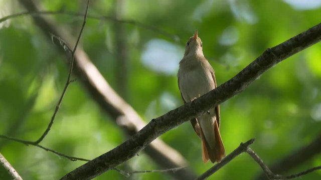 Common nightingale singing 