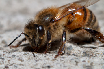 Honey Bee