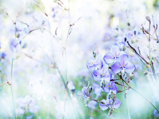 Abstract watercolor purple flower background.