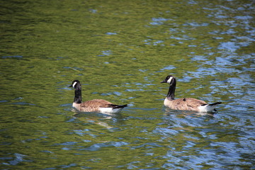 Two geese in a pond/water