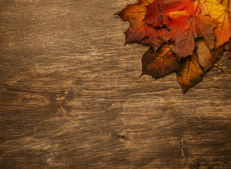 Naklejka na ściany i meble Yellow leaves on a background of an old autumn tree